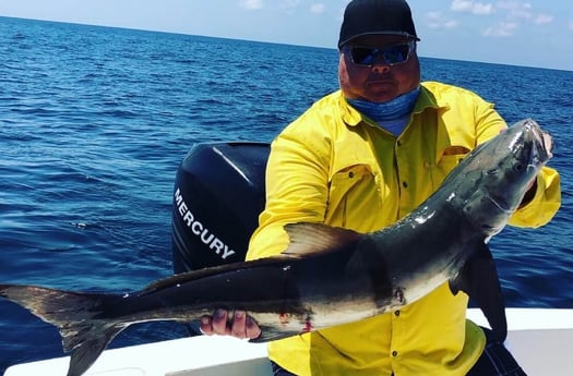 Cobia fishing in Surfside Beach, Texas