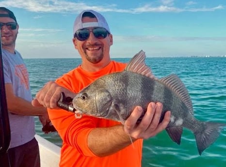 Black Drum Fishing in Sarasota, Florida