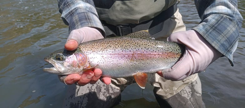 Rainbow Trout Fishing in Bend, Oregon