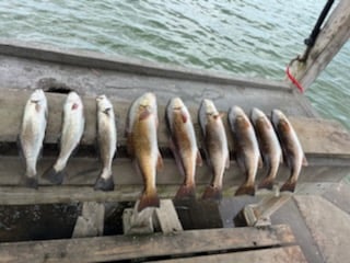 Redfish, Speckled Trout Fishing in Rockport, Texas