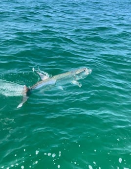 Tarpon Fishing in St. Petersburg, Florida