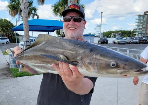 Cobia fishing in Clearwater, Florida