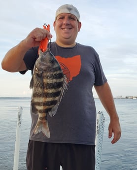 Sheepshead fishing in Mount Pleasant, South Carolina