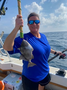 Triggerfish Fishing in Destin, Florida