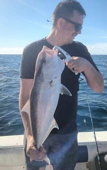 Amberjack Fishing in Clearwater, Florida