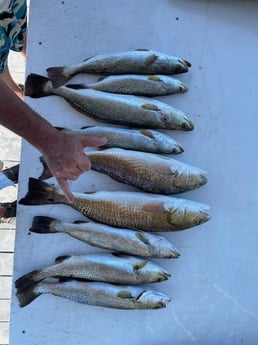 Redfish, Speckled Trout Fishing in South Padre Island, Texas