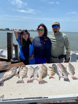 Black Drum fishing in Galveston, Texas