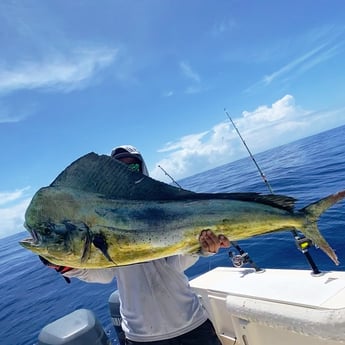 Mahi Mahi / Dorado fishing in New Smyrna Beach, Florida