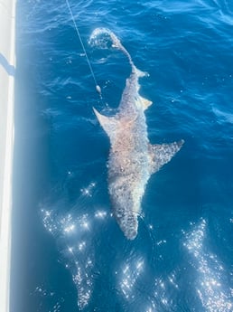 Blacktip Shark Fishing in Destin, Florida