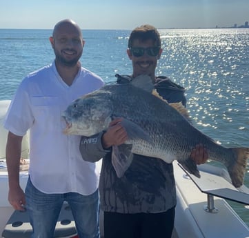 Black Drum fishing in Galveston, Texas