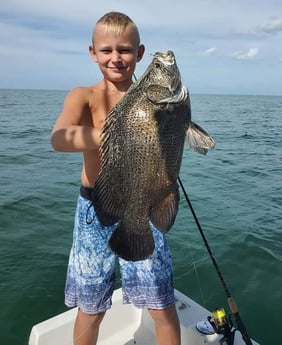 Tripletail fishing in St. Petersburg, Florida