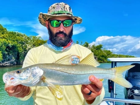 Snook fishing in Tavernier, Florida