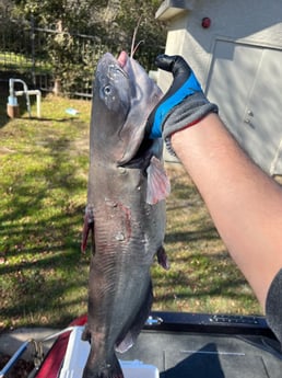 Blue Catfish Fishing in Austin, Texas