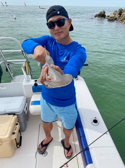 Bonnethead Shark fishing in Clearwater, Florida