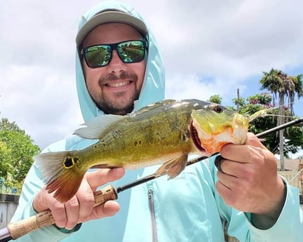 Peacock Bass fishing in Delray Beach, Florida