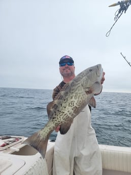 Gag Grouper fishing in Clearwater, Florida