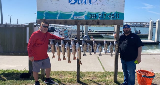 Black Drum, Redfish fishing in Aransas Pass, Texas