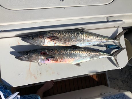 King Mackerel / Kingfish fishing in Riviera Beach, Florida