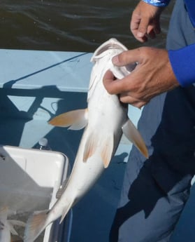 Redfish fishing in Galveston, Texas