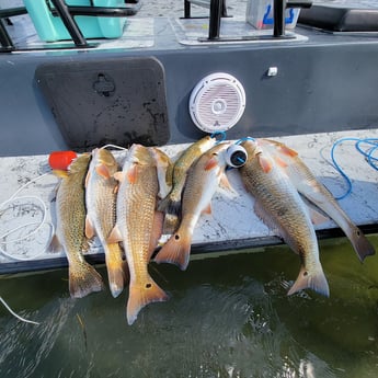 Redfish Fishing in Rio Hondo, Texas