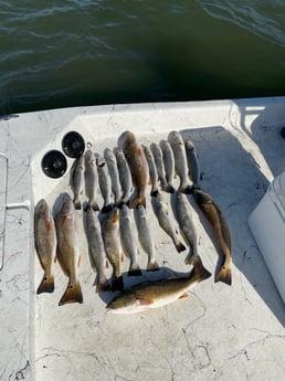 Redfish, Speckled Trout / Spotted Seatrout fishing in Port O&#039;Connor, Texas