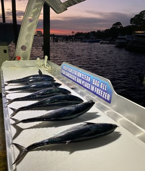 False Albacore Fishing in Destin, Florida