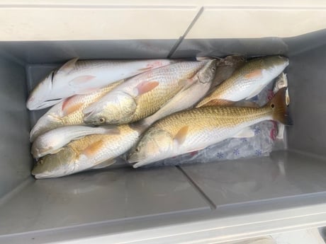 Redfish fishing in Matagorda, Texas