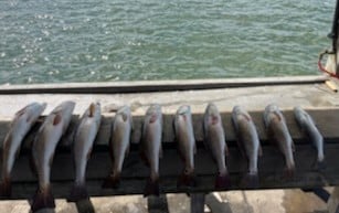 Redfish, Speckled Trout Fishing in Rockport, Texas