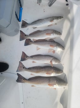 Redfish, Speckled Trout Fishing in Port Aransas, Texas