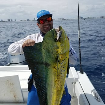 Mahi Mahi / Dorado fishing in Fort Lauderdale, Florida