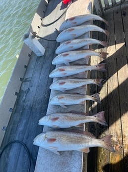 Redfish Fishing in Rockport, Texas