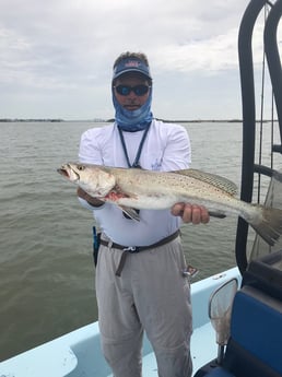 Speckled Trout / Spotted Seatrout fishing in Galveston, Texas