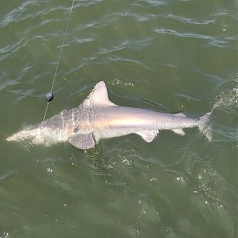 Blacktip Shark Fishing in Mount Pleasant, South Carolina