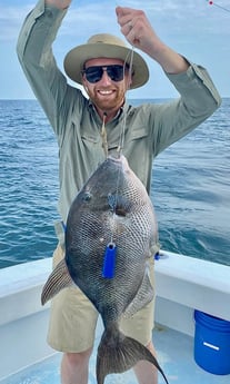 Triggerfish fishing in Destin, Florida