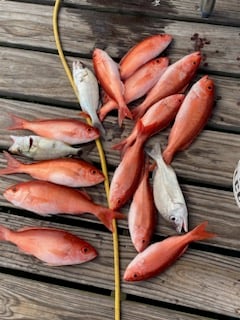 Scup, Vermillion Snapper Fishing in Pensacola, Florida