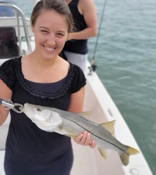 Snook Fishing in Sarasota, Florida