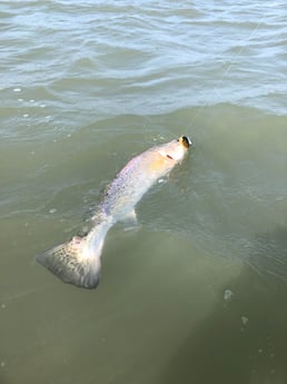 Speckled Trout / Spotted Seatrout fishing in Galveston, Texas