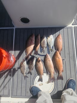 Grunt, Mangrove Snapper Fishing in Belleair Bluffs, Florida