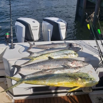 King Mackerel / Kingfish, Mahi Mahi / Dorado, Wahoo fishing in Riviera Beach, Florida