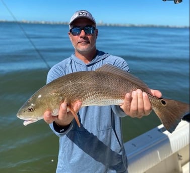 Redfish Fishing in Sarasota, Florida