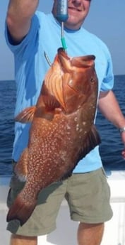 Red Grouper Fishing in Clearwater, Florida