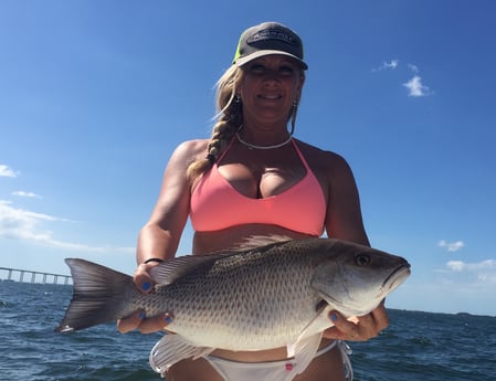 Mangrove Snapper Fishing in Tampa, Florida