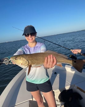 Redfish Fishing in Sarasota, Florida