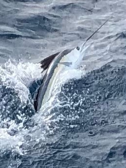 Sailfish Fishing in Key West, Florida