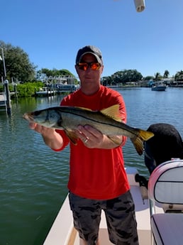 Snook Fishing in Sarasota, Florida