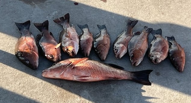 Mangrove Snapper fishing in Port Aransas, Texas