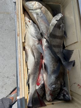 Black Drum Fishing in Rockport, Texas