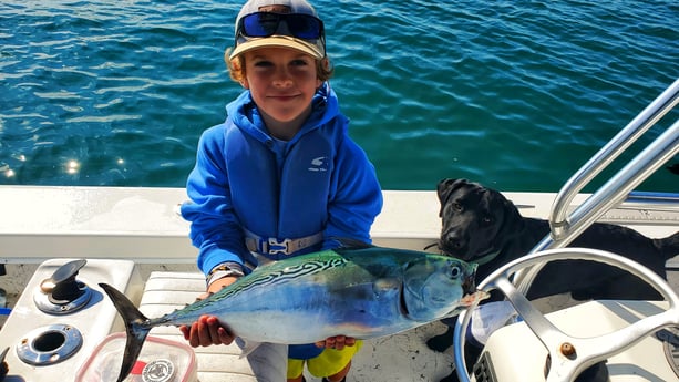 Little Tunny / False Albacore fishing in Beaufort, North Carolina