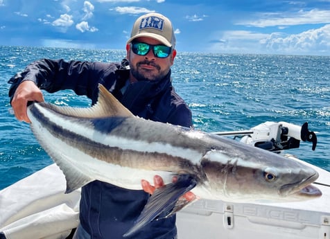 Cobia fishing in Tavernier, Florida