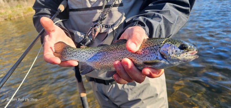 Rainbow Trout Fishing in Broken Bow, Oklahoma